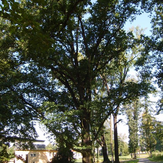 Naturdenkmal Pyramideneiche Volkspark, 30 m südöstlich der Parkbühne in Lauchhammer