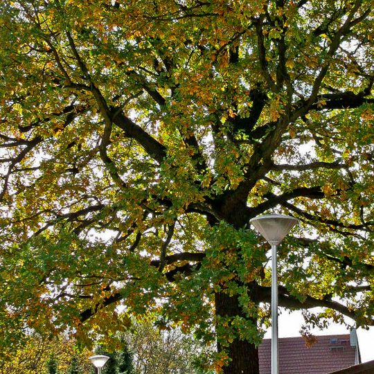 Naturdenkmal [[Eichen