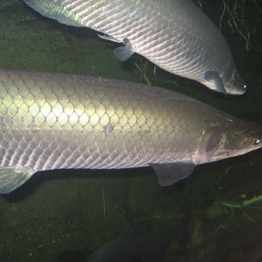 Reserva Extrativista Auatí-Paraná