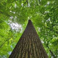 Meltzer Woods