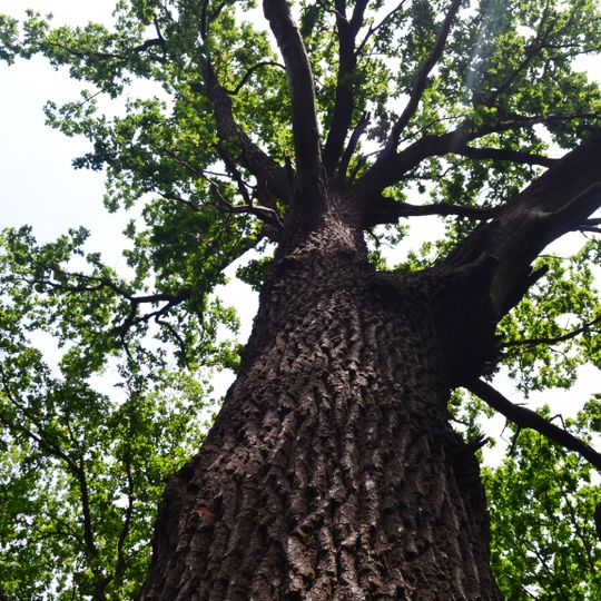 Oaks in Huriivske Forestry