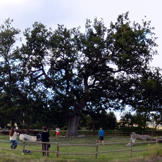 Quercia delle Checche