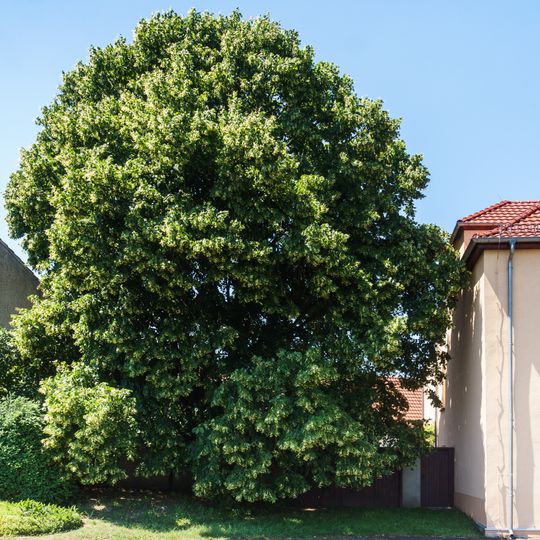 Tilia in Wölpern