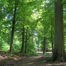 Chantilly Forest