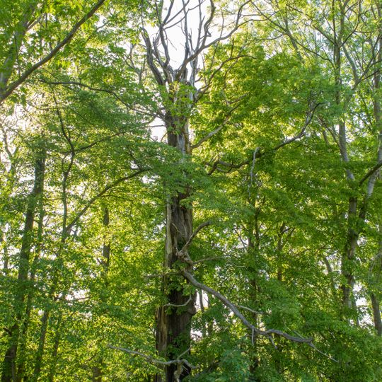 Esskastanie bei Gersdorf
