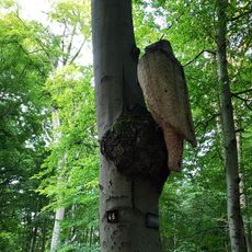 Monsterspecht