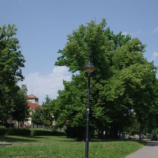 Naturdenkmal Eichen und Linden Dorfplatz am Kriegsdenkmal, S der Waage; Flur 4, Flurstück 44 in Groß Machnow