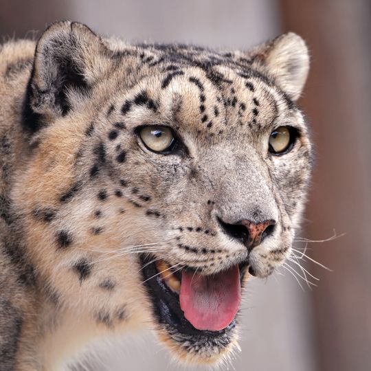 Parque Centenario de Wangchuck