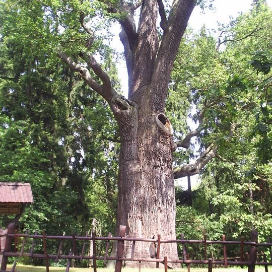 Chrobry Oak