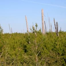 Juniper Prairie Wilderness