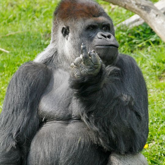 Maiombe-Nationalpark