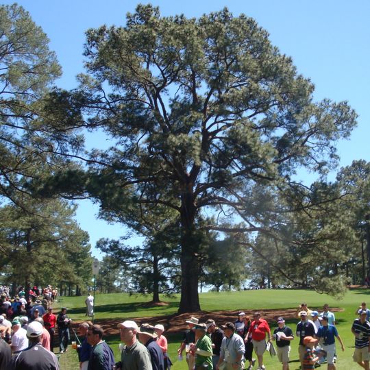 Eisenhower Tree