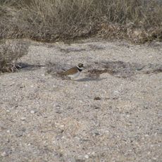 Swan Islands Nature Reserve