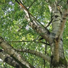 The Tree That Saw It All