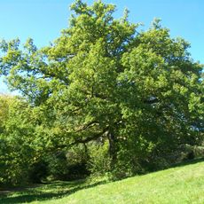 1 Eiche mit Forchengruppe