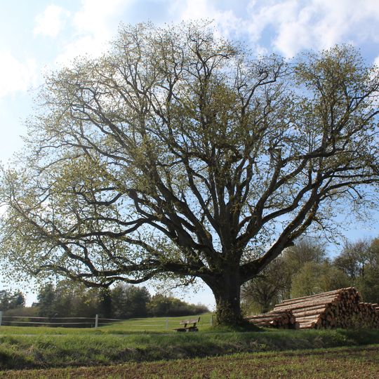 Linde beim Wasserreservoir