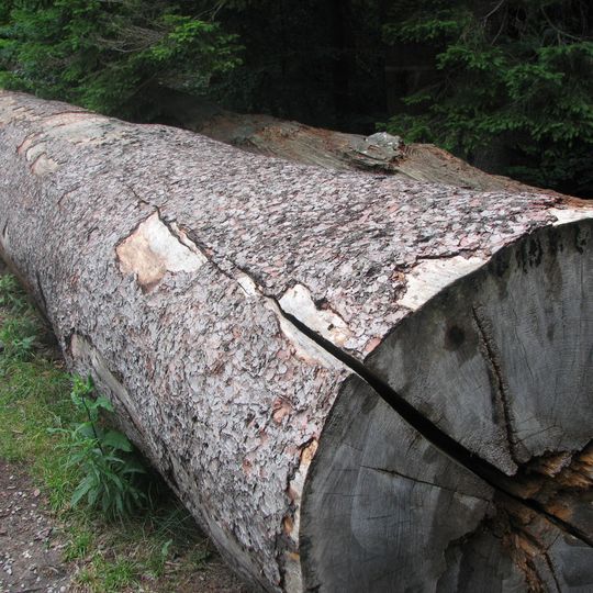 Podlešákův jilm v Boubské