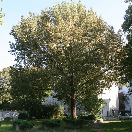 Gedenkstätte Einsame Pappel mit Pappel