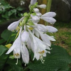 Jardín Botánico de Saint-Chamond