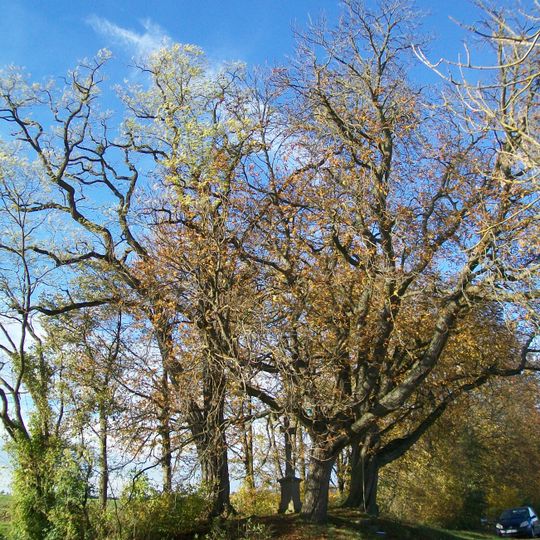 2 Kastanien u. 1 Robinie am Steinkreuz