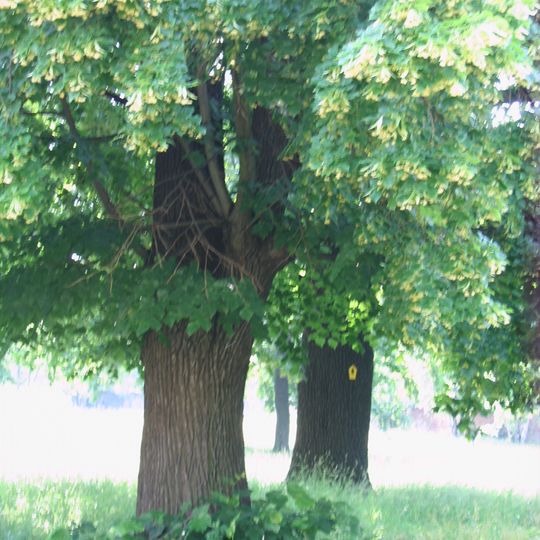 Naturdenkmal [[Eichen