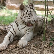 Parque nacional de Bannerghatta