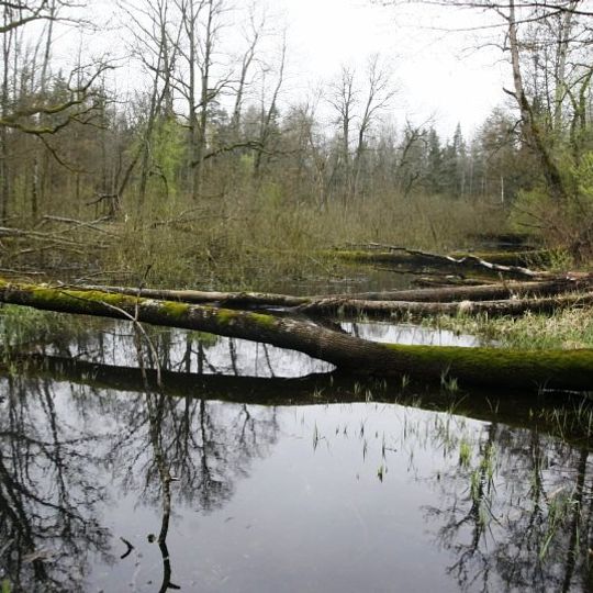 Naliboki forest