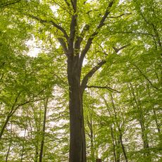 Stiel-Eiche oberer Haserich Königsfeld