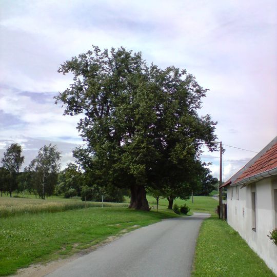 Lípa v Okrouhlé Raduni