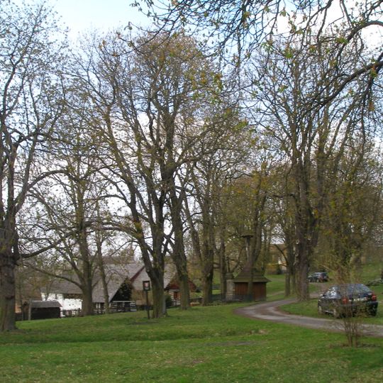 Tilia cordata and Aesculus hippocastanum in Mužský