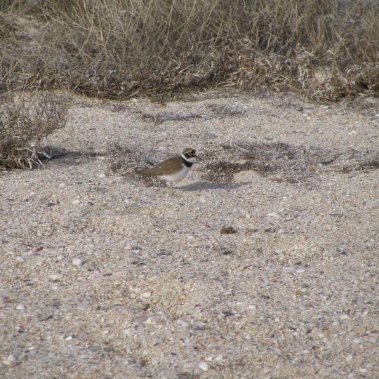 Swan Islands Nature Reserve