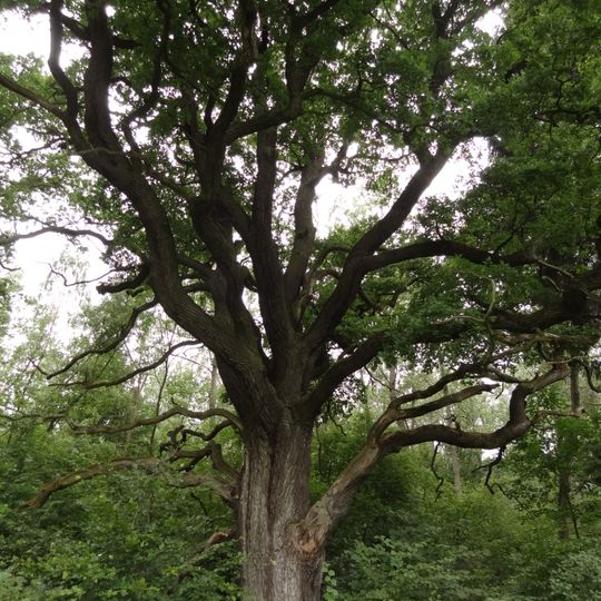 Dub u Bílého Kostela