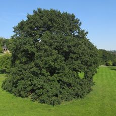 Sängereiche auf den Elbwiesen