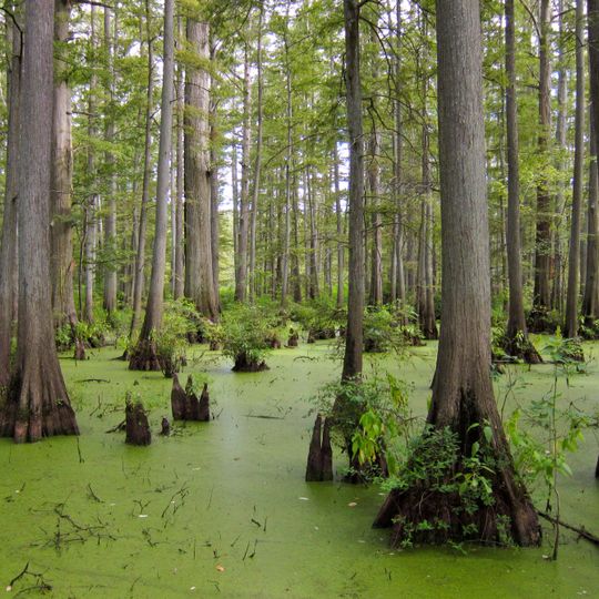 Heron Pond – Little Black Slough Nature Preserve