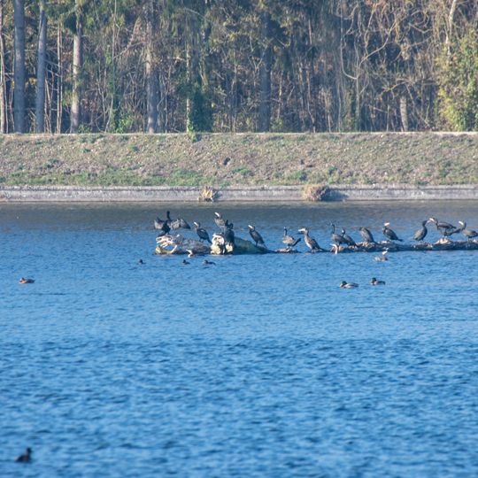 Vogelfreistätte Feldheimer Stausee