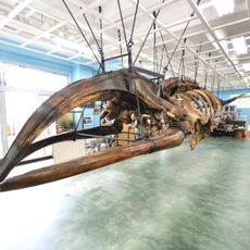 Museum of the Whale