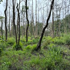 Zeisigbuschbruch Rödern