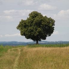 Kaiserlinde bei der Doblkapelle