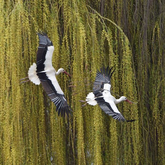 Vogelpark Biebesheim