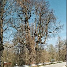 Lípa u Opatovického mlýna