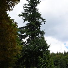 Douglaska tisolistá