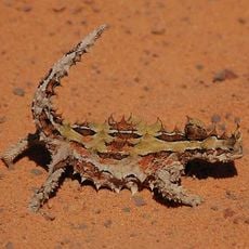 Alice Springs Reptile Centre