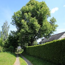 Winterlinde