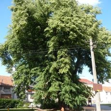 Tilia in Radslavice