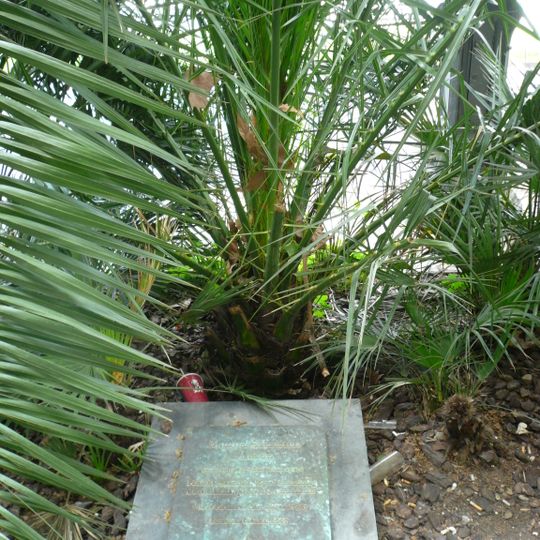 Manuel Sacristán i Luzón