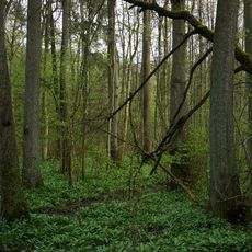 Auenwald am Buchenbachhof
