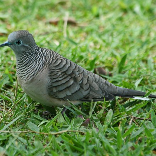 Errk Oykangand National Park