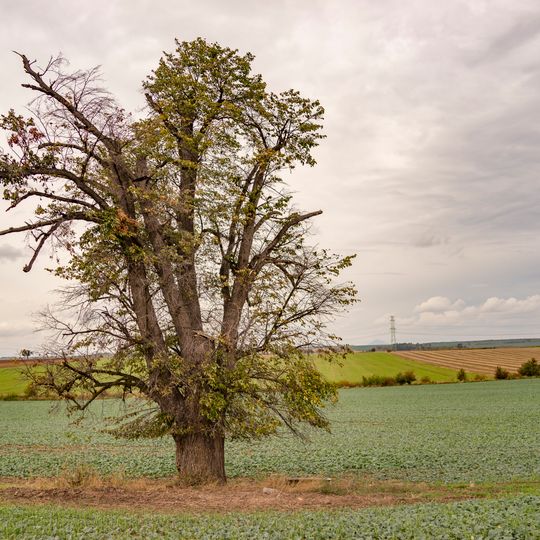 Lípa Na dlouhém