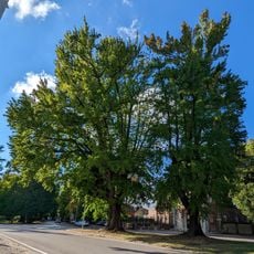 Insieme omogeneo di Liquidambar styracyflua L.