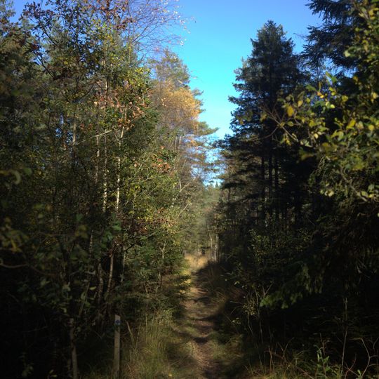 Svartedalens vildmarksområde